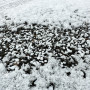 Auftaugranulat 25 kg der umweltfreundliche Streusalzersatz Taumittel Eisfrei Umweltfreundlich Tierpfotenfreundlich